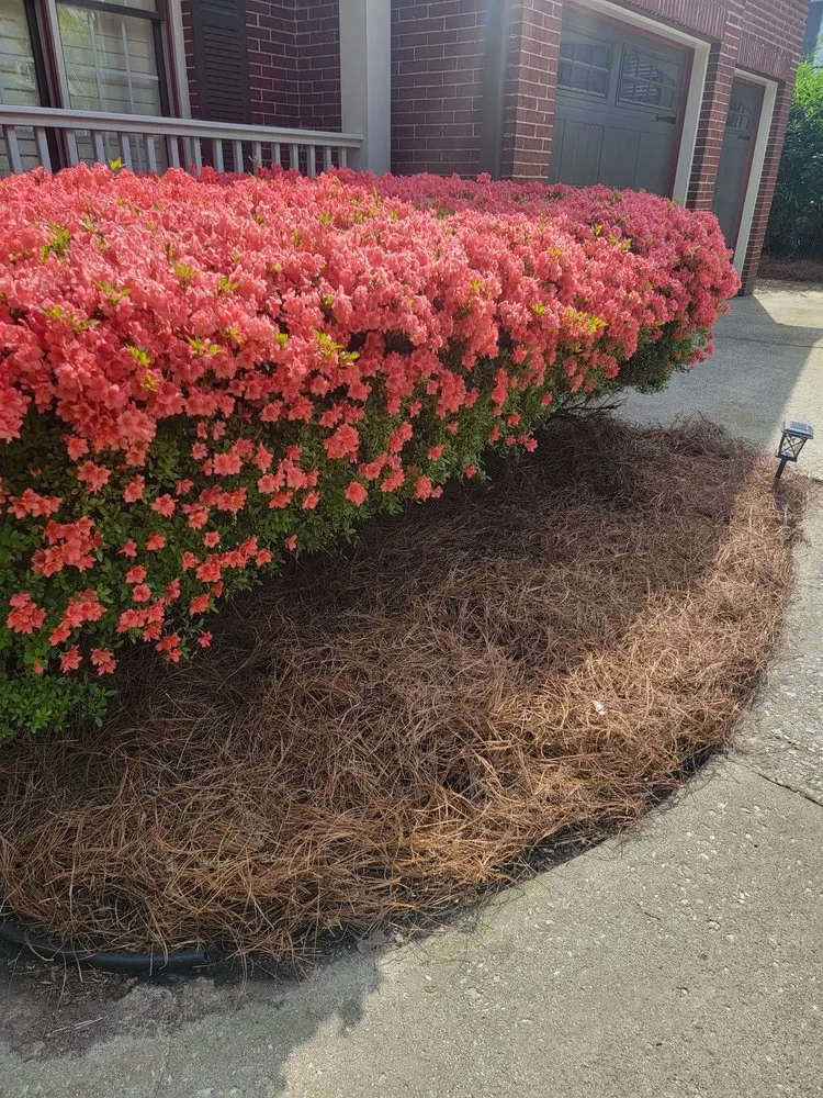 Expert residential landscaping for residential properties across Smyrna, GA - Pine Straw