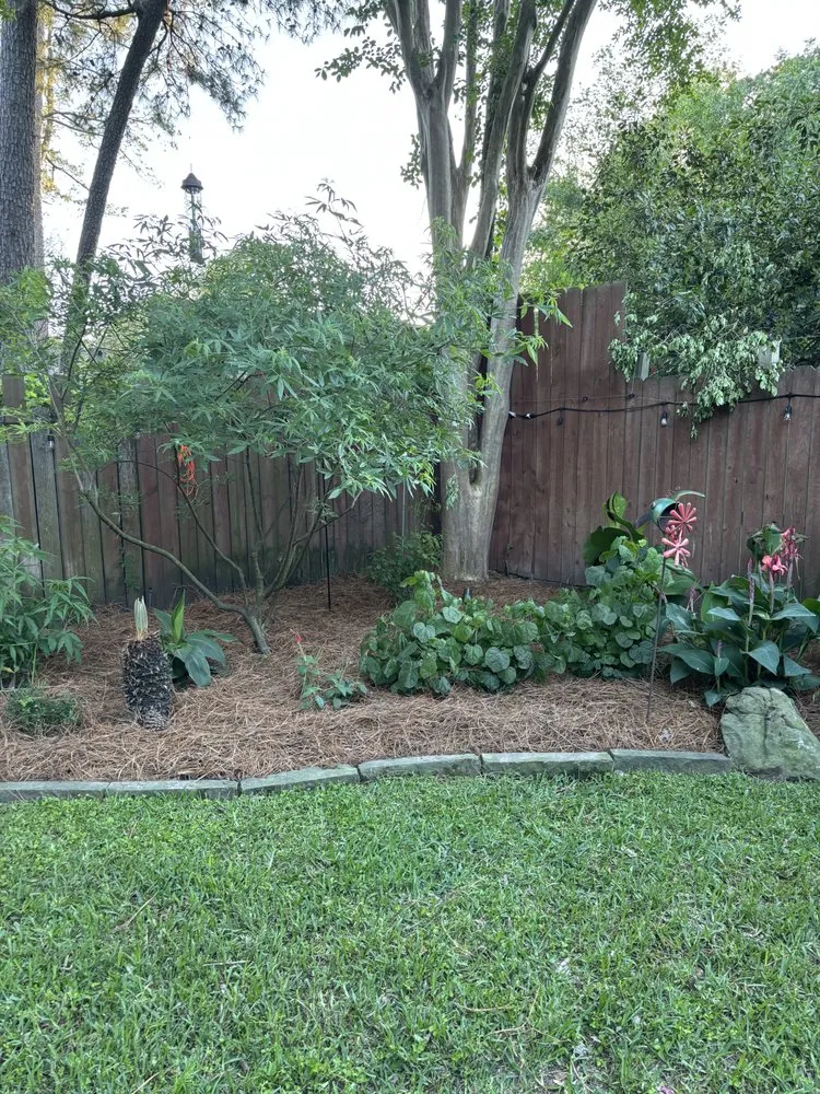 Professional lawn mowing service experts serving Katy, TX - Pine Straw Texas