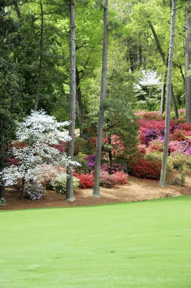 Expert yard maintenance in Katy, TX by Pine Straw Texas