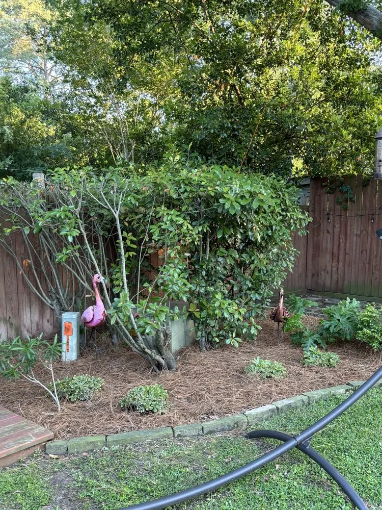 Professional yard maintenance for beautiful yards in Katy, TX by Pine Straw Texas