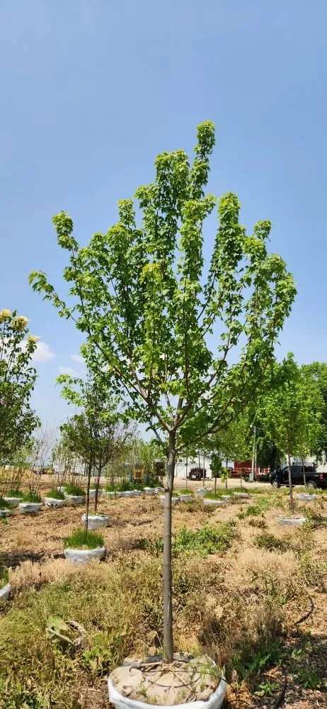 Top-rated lawn care service for residential properties in Harvard, IL by Pine View Nursery