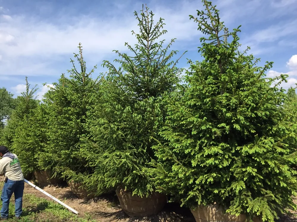 Professional lawn care service near you in Harvard, IL by Pine View Nursery