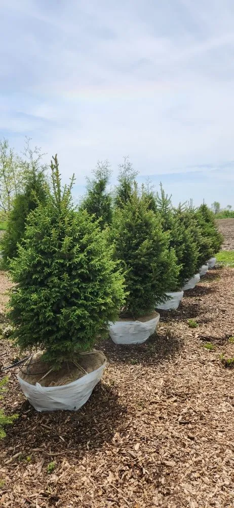 Expert yard cleanup service in Harvard, IL - Pine View Nursery