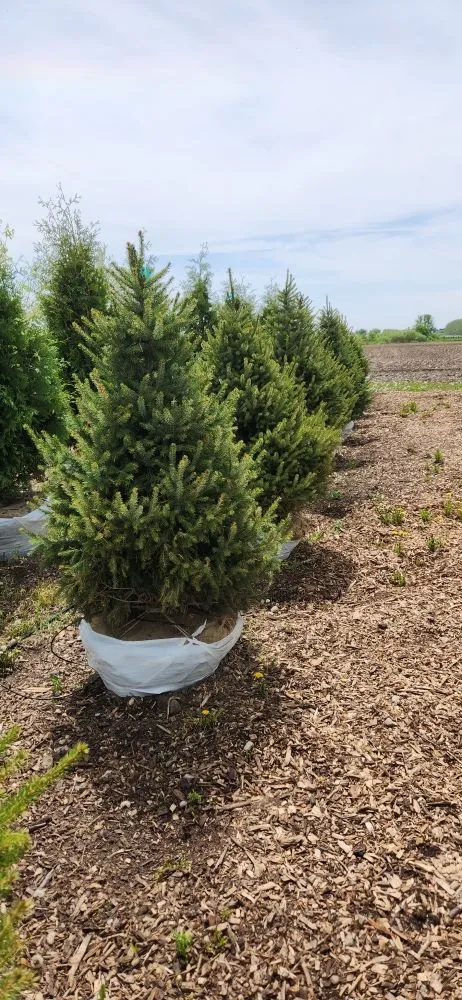 Professional lawn mowing service in Harvard, IL by Pine View Nursery