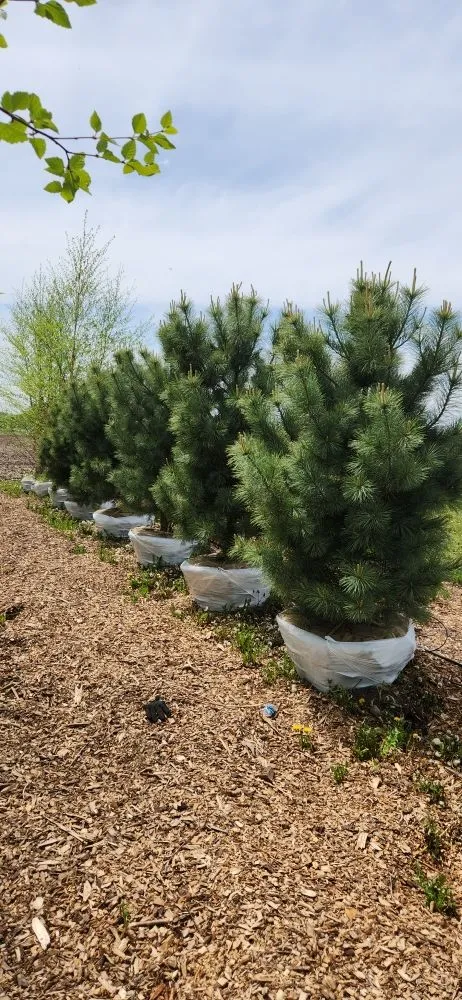 Custom yard maintenance near you across Harvard, IL - Pine View Nursery