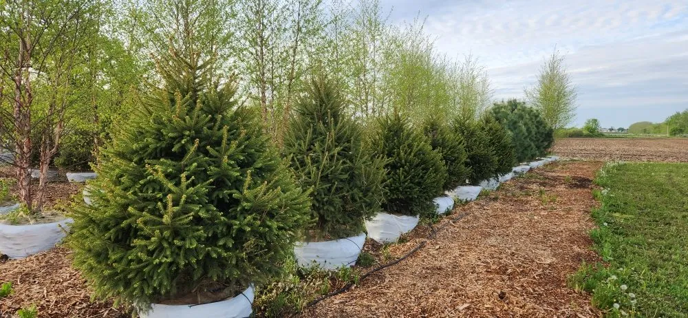 Trusted garden landscaping experts serving Harvard, IL - Pine View Nursery