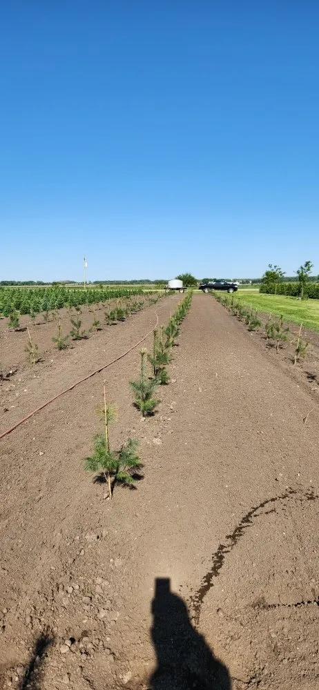 Reliable residential landscaping for year-round maintenance across Harvard, IL - Pine View Nursery