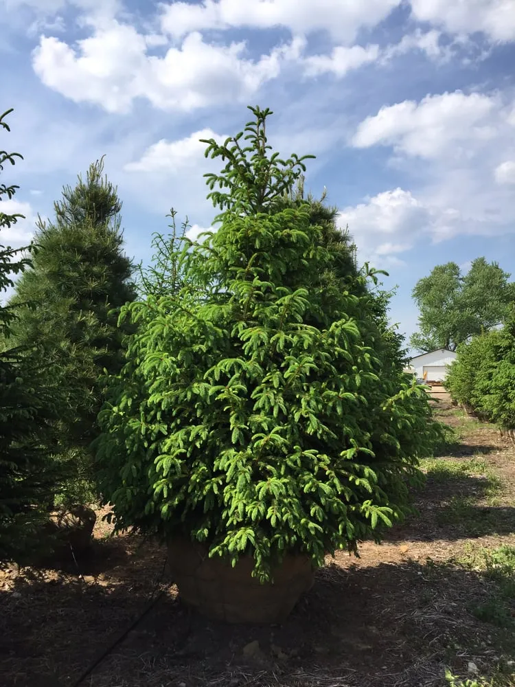 Professional residential landscaping in Harvard, IL - Pine View Nursery