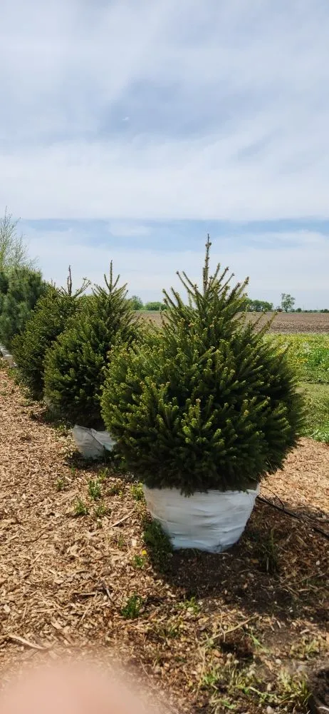 Affordable garden landscaping near you in Harvard, IL by Pine View Nursery