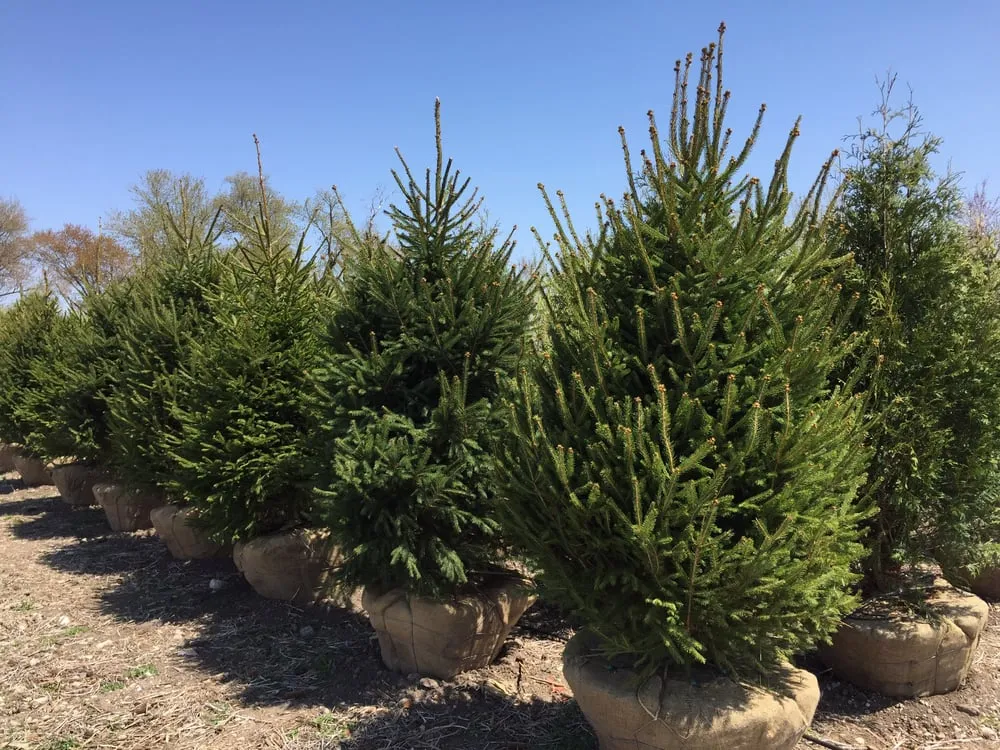 Local lawn care service in Harvard, IL - Pine View Nursery