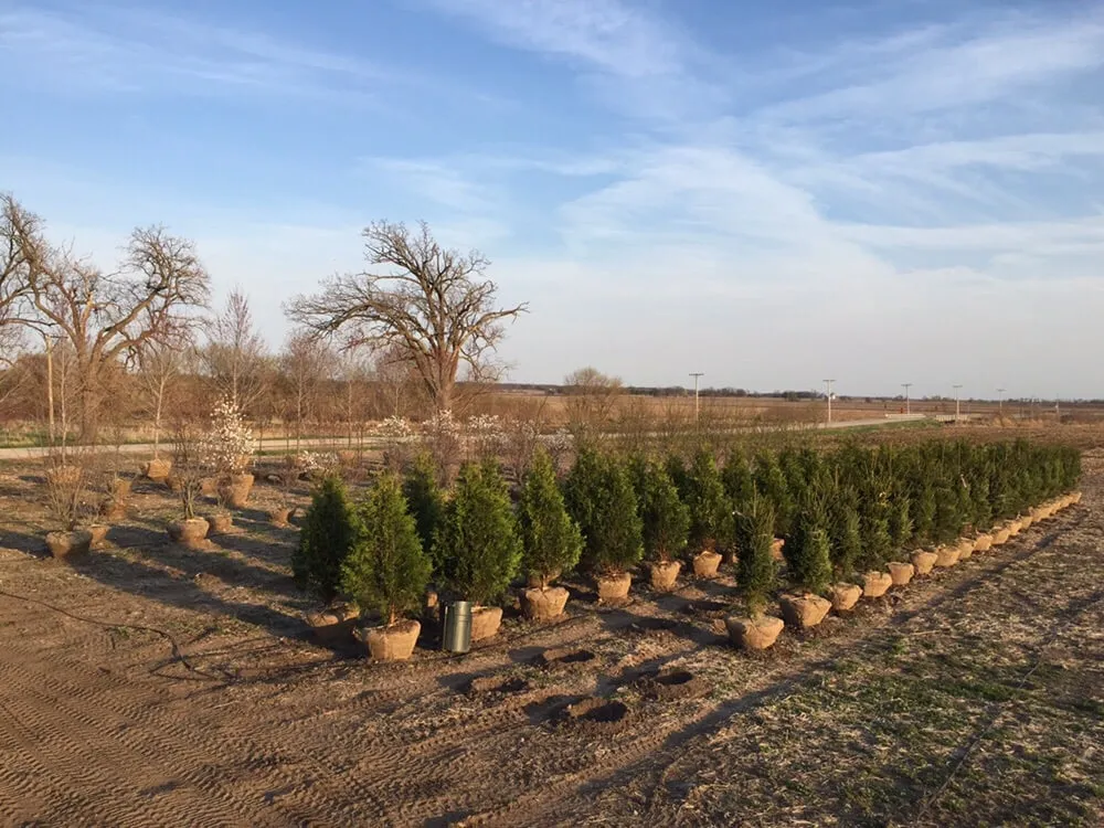 Expert yard cleanup service in Harvard, IL - Pine View Nursery