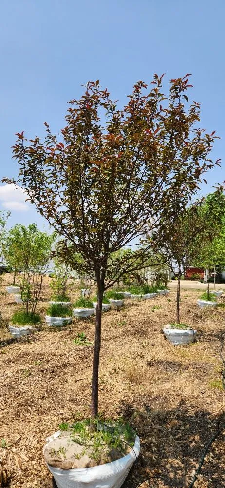 Affordable landscape design in Harvard, IL by Pine View Nursery