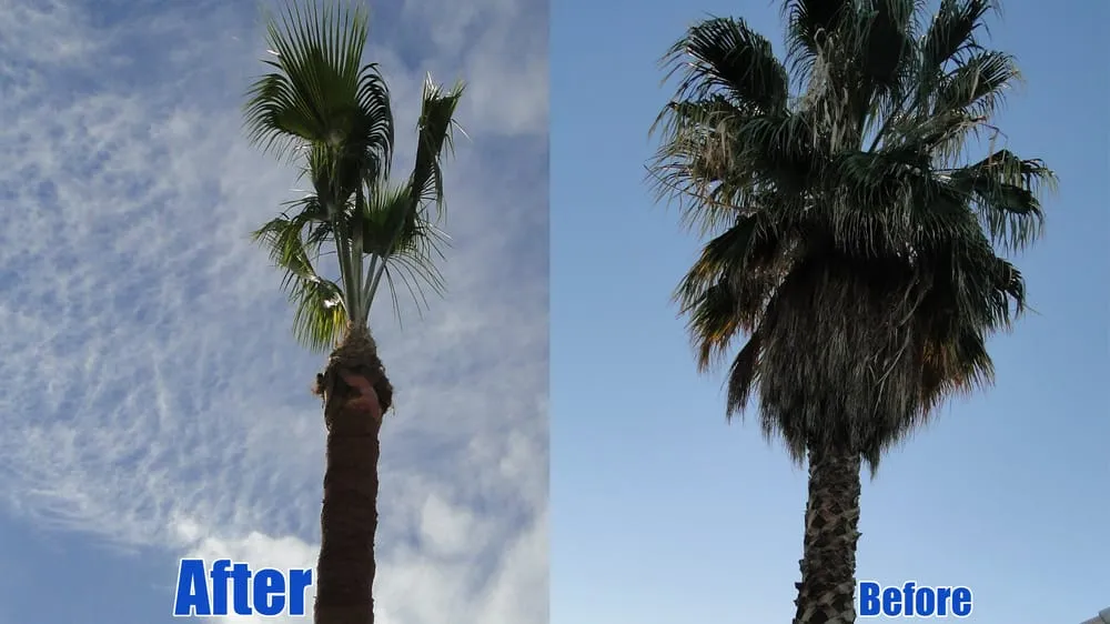 Affordable landscape design in Las Vegas, NV by Pineapple Lawn Service