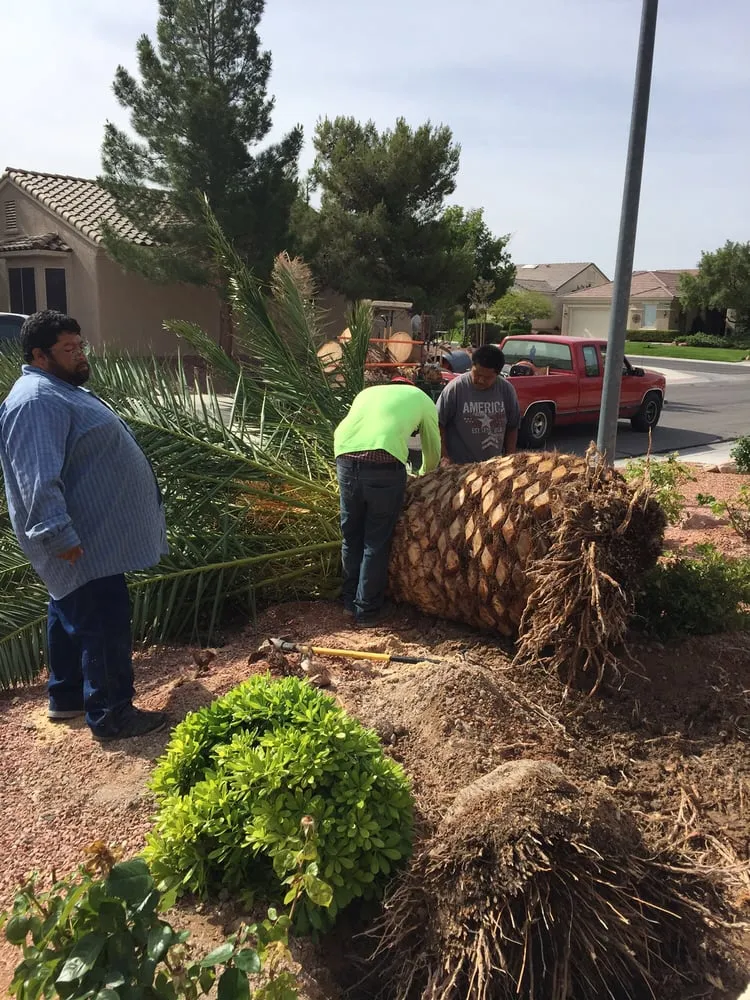 Local landscaping services near you in Las Vegas, NV by Pineapple Lawn Service