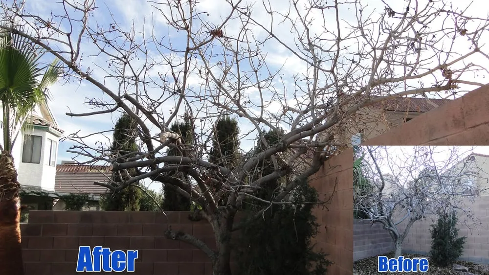 Affordable lawn mowing service with custom design in Las Vegas, NV by Pineapple Lawn Service