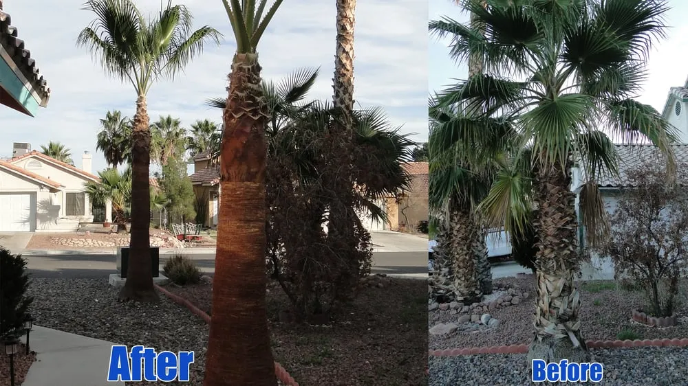 Custom yard cleanup service experts serving Las Vegas, NV - Pineapple Lawn Service