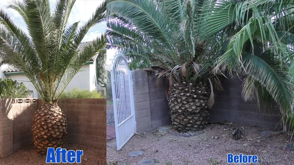 Custom yard maintenance for outdoor upgrades across Las Vegas, NV - Pineapple Lawn Service