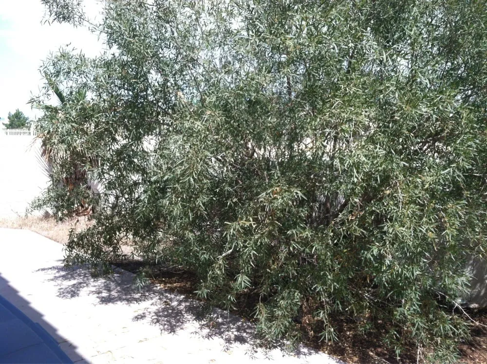 Affordable yard cleanup service in Las Vegas, NV - Pineapple Lawn Service