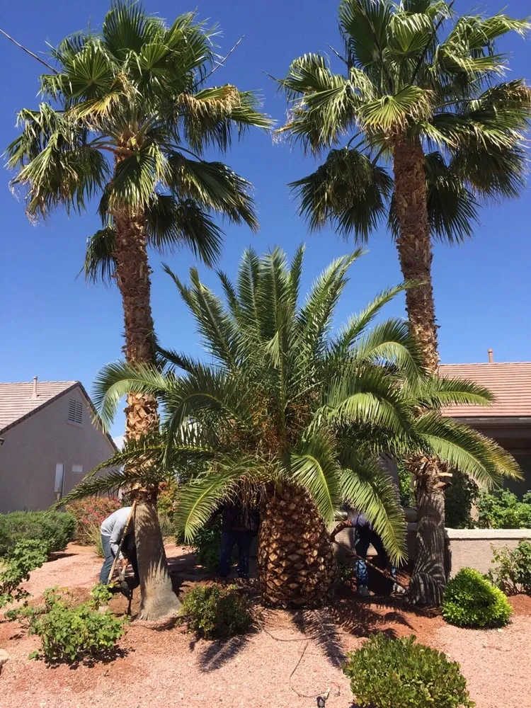 Trusted lawn care service in Las Vegas, NV - Pineapple Lawn Service