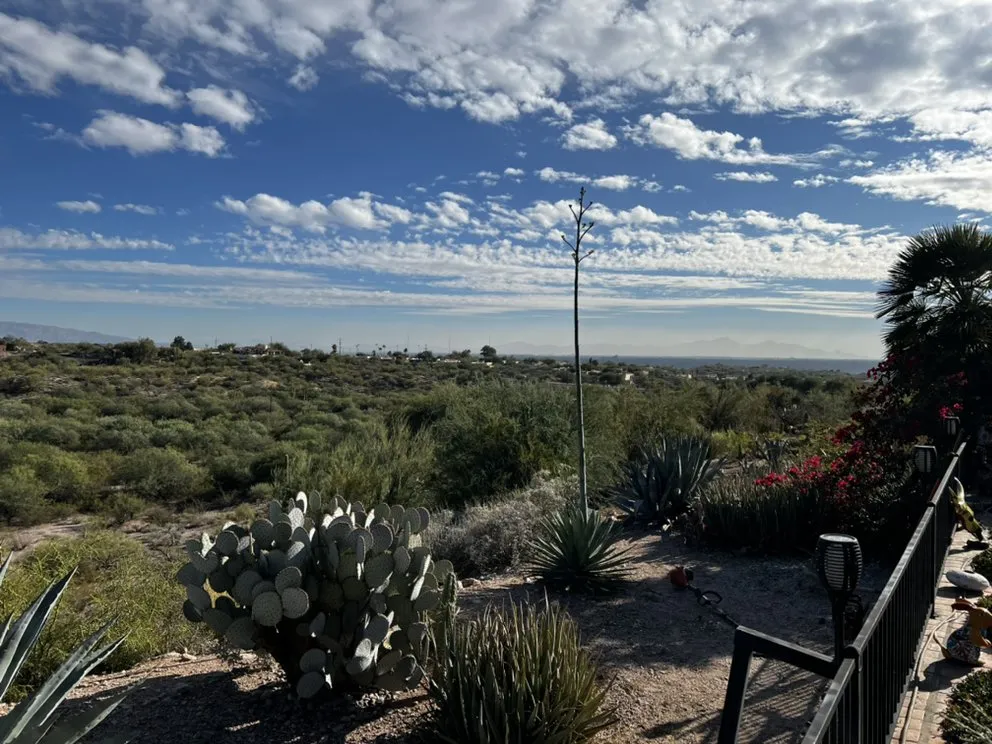 Professional yard cleanup service in Casas Adobes, AZ by PineApple Xpress Landscaping