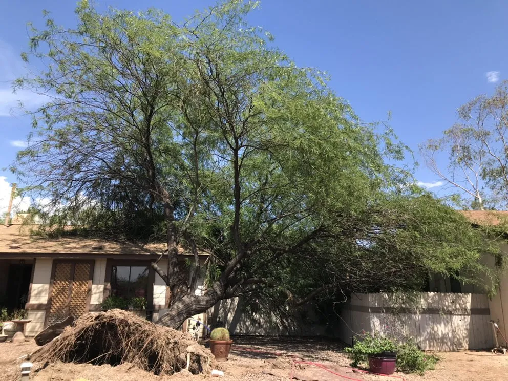 Custom residential landscaping experts serving Casas Adobes, AZ - PineApple Xpress Landscaping