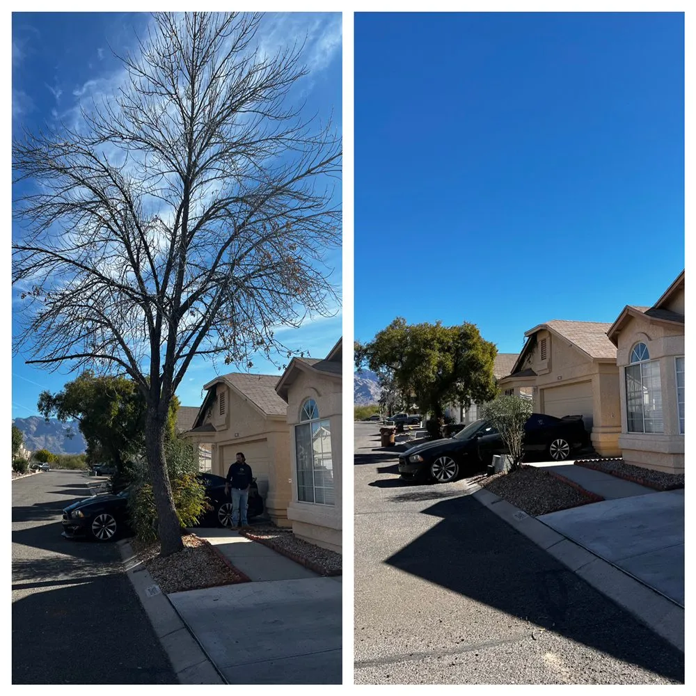 Expert residential landscaping in Casas Adobes, AZ - PineApple Xpress Landscaping