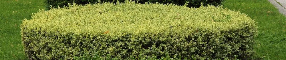 Expert lawn mowing service experts serving Annapolis, MD - Pineda Landscaping