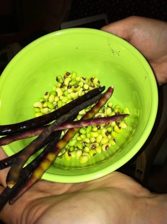 Affordable yard cleanup service for year-round maintenance in Paso Robles, CA by Pineda Lawn Care