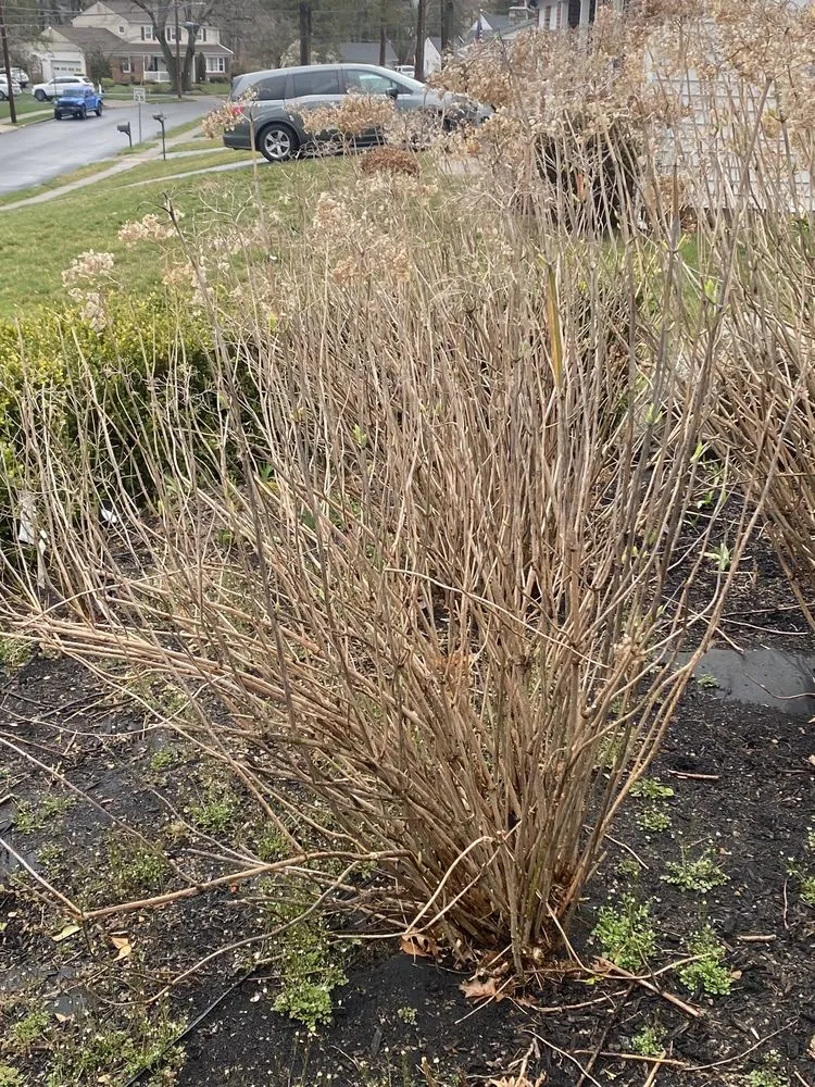 Affordable yard cleanup service experts serving Eddington, PA - Pineda Tree & Lawn Services