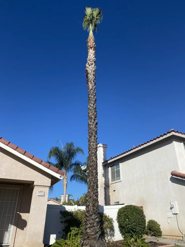 Top-rated yard cleanup service in Mira Loma, CA - Pinedo Tree Service