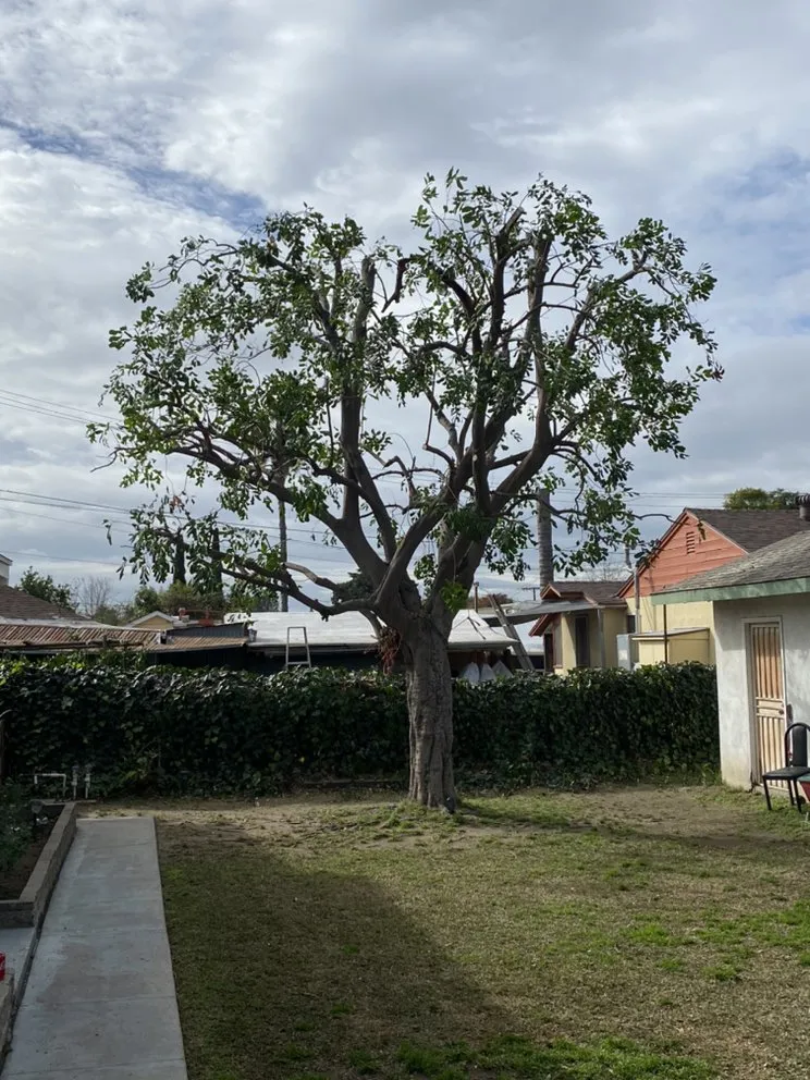 Local yard cleanup service for outdoor upgrades in Mira Loma, CA by Pinedo Tree Service