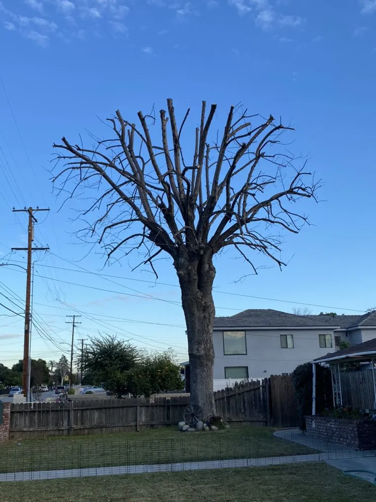 Local landscaping services experts serving Mira Loma, CA - Pinedo Tree Service