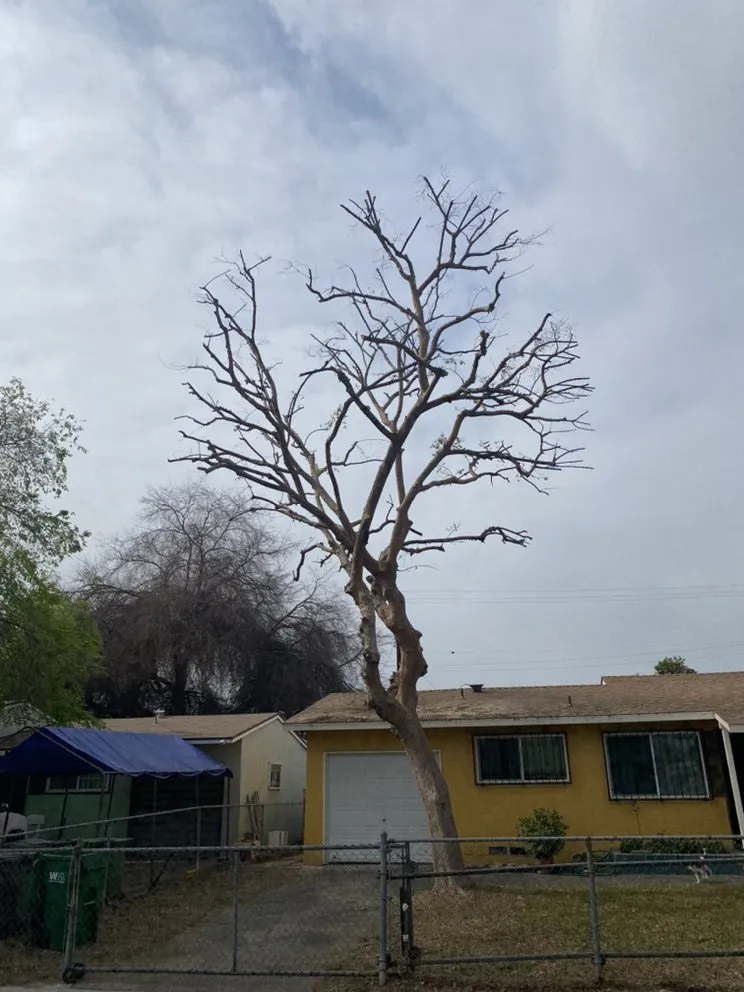 Local outdoor landscaping with custom design across Mira Loma, CA - Pinedo Tree Service
