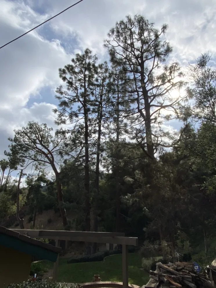 Local yard cleanup service in Mira Loma, CA - Pinedo Tree Service