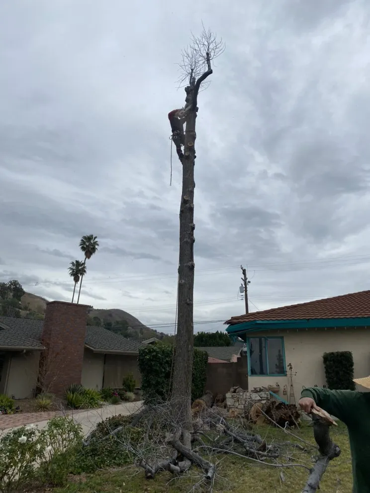 Affordable lawn care service for homes in Mira Loma, CA by Pinedo Tree Service