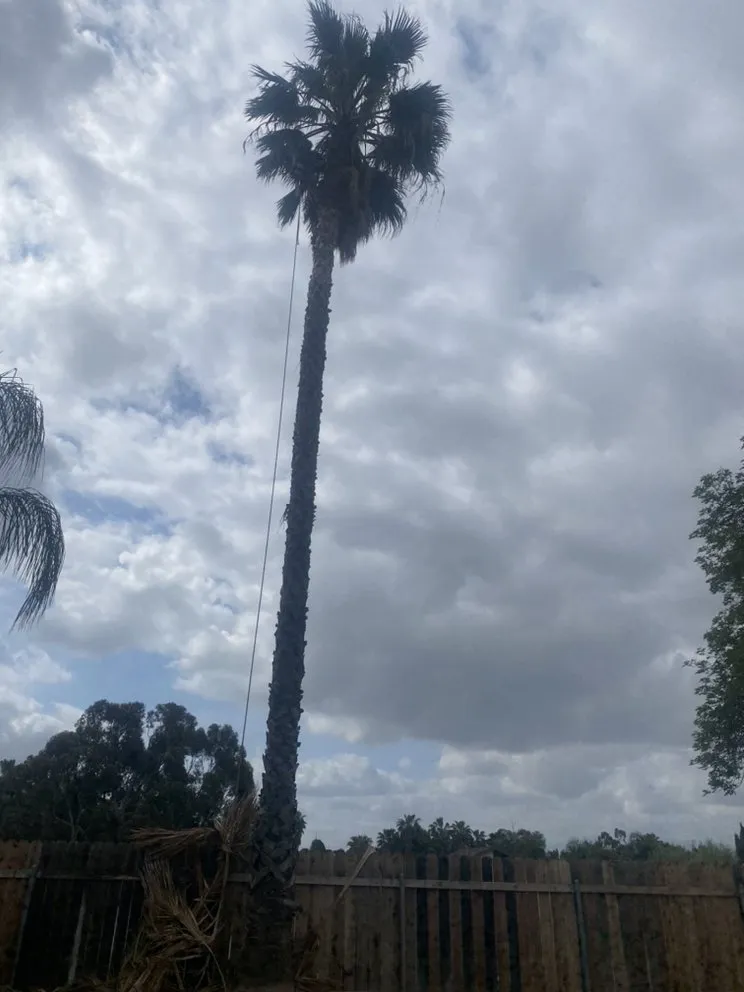 Trusted outdoor landscaping experts serving Mira Loma, CA - Pinedo Tree Service