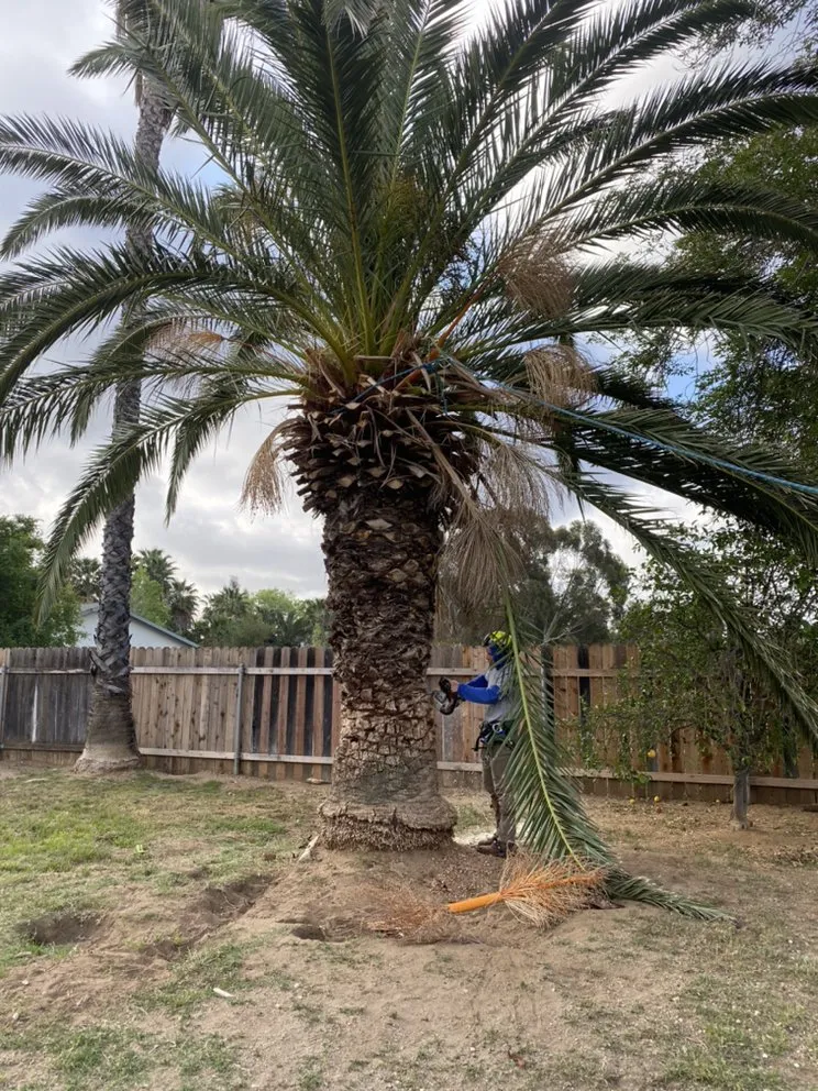 Local outdoor landscaping for residential properties across Mira Loma, CA - Pinedo Tree Service