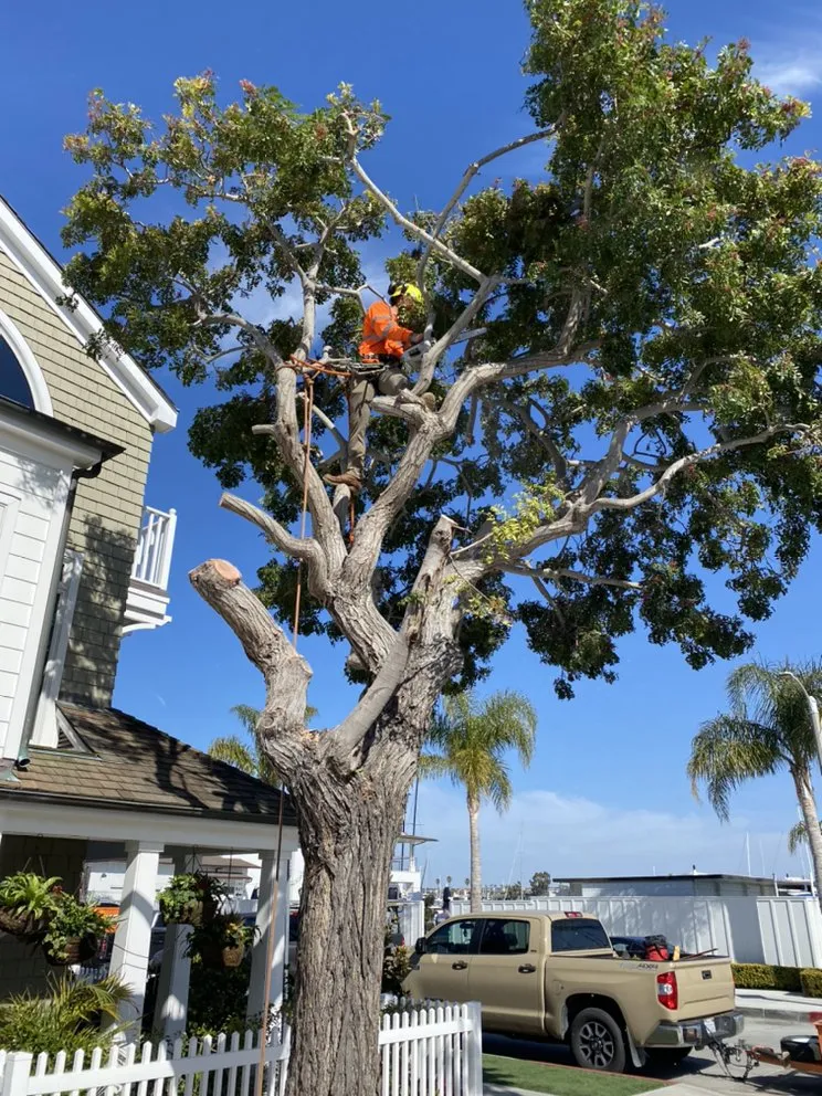 Professional landscape installation for beautiful yards across Mira Loma, CA - Pinedo Tree Service