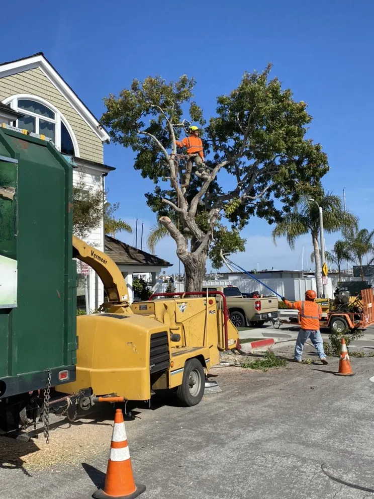 Expert landscape design for year-round maintenance in Mira Loma, CA by Pinedo Tree Service