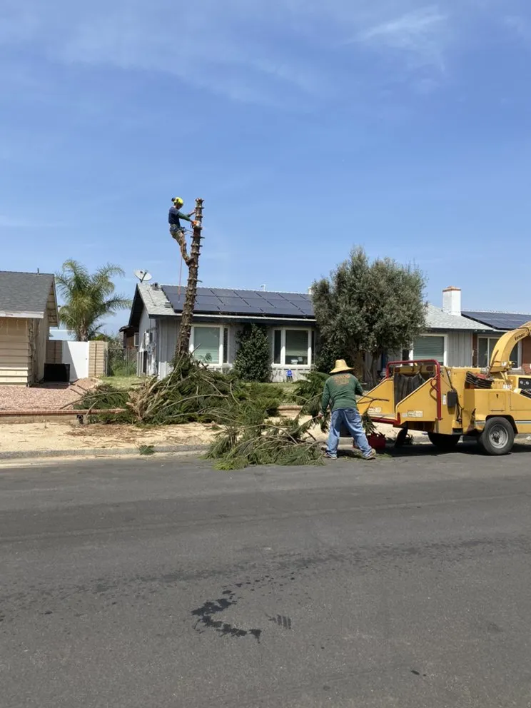 Custom yard cleanup service for outdoor upgrades in Mira Loma, CA by Pinedo Tree Service