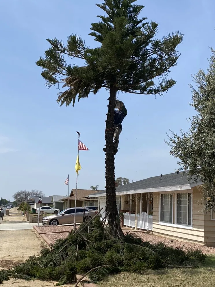 Top-rated lawn care service experts serving Mira Loma, CA - Pinedo Tree Service