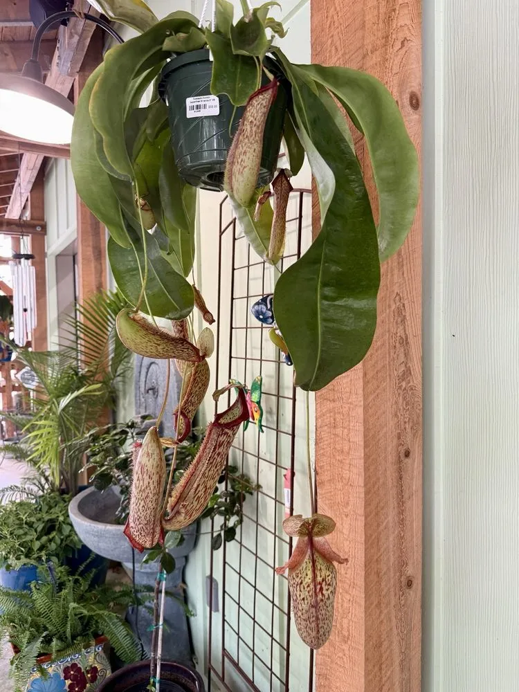 Custom residential landscaping experts serving Milton, FL - Pinelands Nursery Company