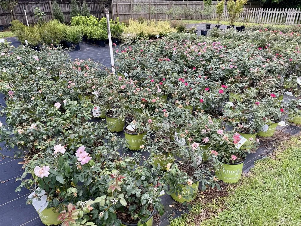 Professional landscape design in Milton, FL - Pinelands Nursery Company