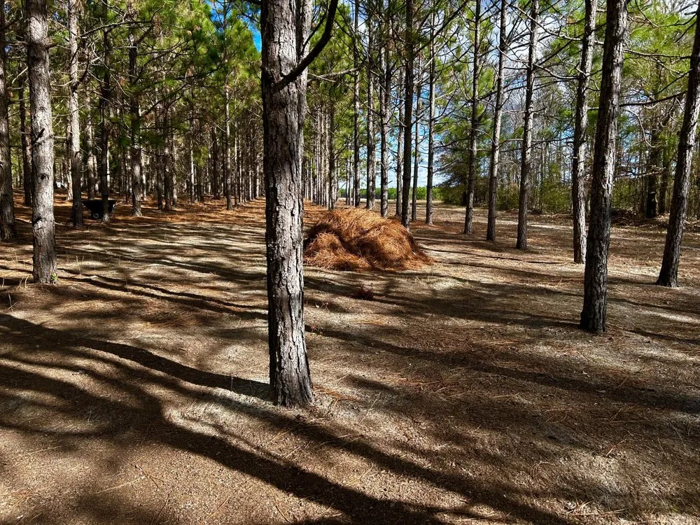 Professional yard maintenance experts serving Camden, SC - Pinestraw Depot
