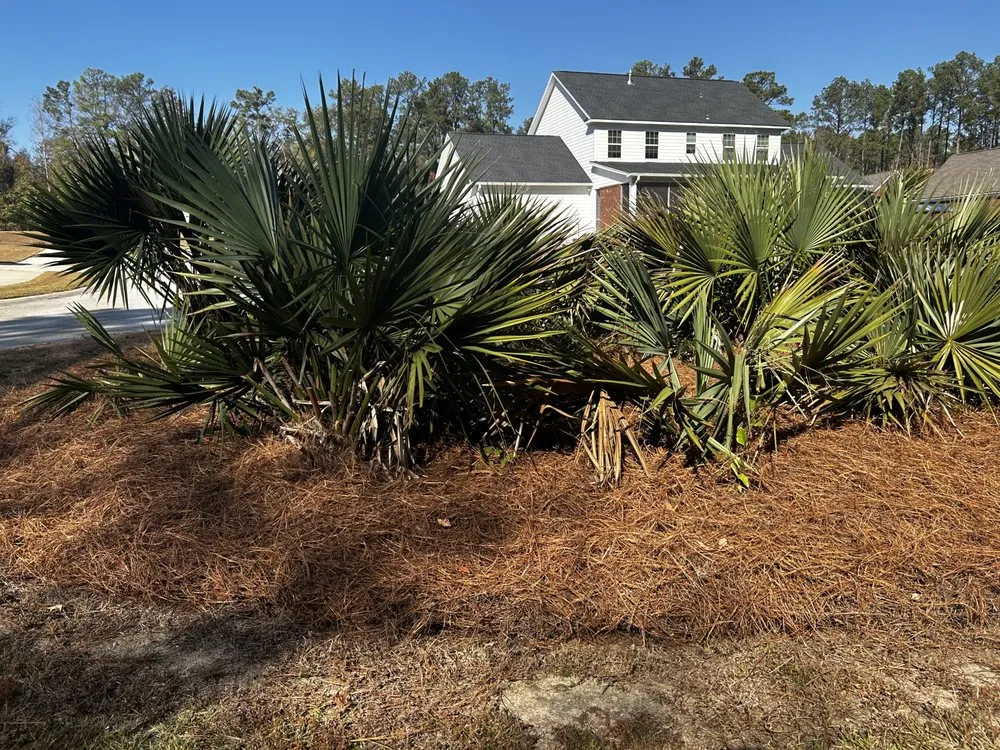 Professional landscape installation in Camden, SC by Pinestraw Depot