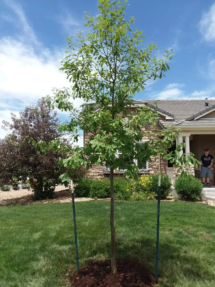Reliable outdoor landscaping experts serving Parker, CO - Piney Creek Planters
