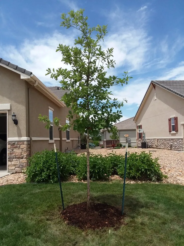 Trusted lawn mowing service experts serving Parker, CO - Piney Creek Planters