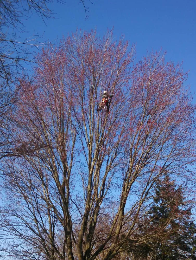 Reliable landscape installation for residential properties across Indianapolis, IN - Ping's Tree Service