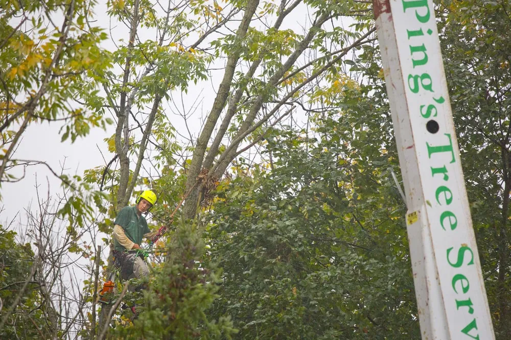 Expert yard cleanup service for beautiful yards across Indianapolis, IN - Ping's Tree Service