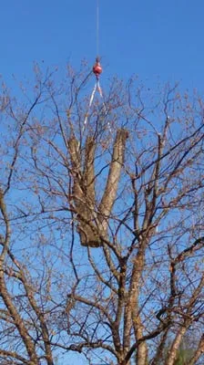 Ping's Tree Service Logo